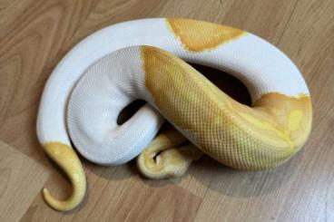 Ball Pythons kaufen und verkaufen Photo: Königspython Komplettabgabe