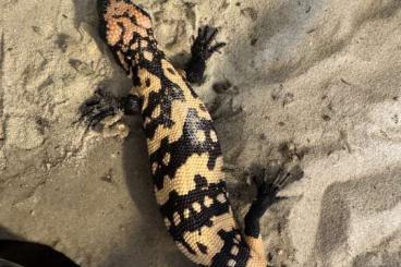 Lizards kaufen und verkaufen Photo: Heloderma suspectum NZ 2024 Lizards kaufen und verkaufen Photo: Heloderma suspectum NZ 2024