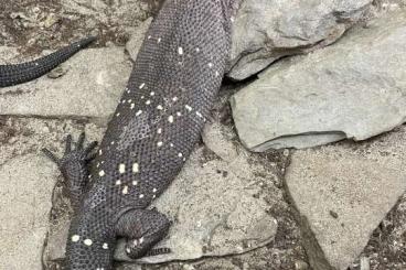 Lizards kaufen und verkaufen Photo: Heloderma h. horridum - Colima Line NZ 2025 Lizards kaufen und verkaufen Photo: Heloderma h. horridum - Colima Line NZ 2025