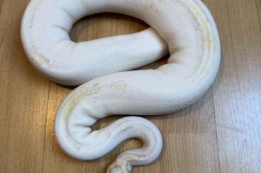 Ball Pythons kaufen und verkaufen Photo: Verpaarung: Enchi Fire Piebald x Banana Pastel het Piebald 09.2023 Ball Pythons kaufen und verkaufen Photo: Verpaarung: Enchi Fire Piebald x Banana Pastel het Piebald 09.2023