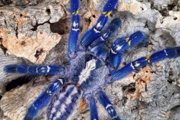 Spiders and Scorpions kaufen und verkaufen Photo: P. metallica + C. sp. Hati Hati slings for sale.