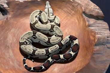 Boas kaufen und verkaufen Photo: Ecuadorian Red-Tailed Boas for sale