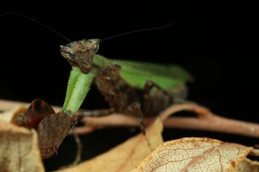 Insects kaufen und verkaufen Photo: Mantodea (Gottesanbeterinnen)
