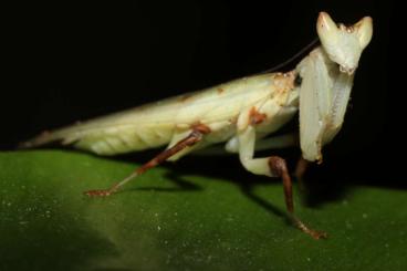 Insekten kaufen und verkaufen Foto: Helvia cardinalis (males)