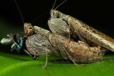 Insekten kaufen und verkaufen Foto: Mantodea (Boxermantis und mex. Gottesanbeterinnen)