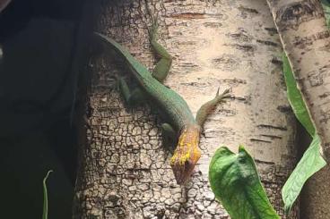 andere Echsen kaufen und verkaufen Foto: HAMM 1.0 Male Anolis marmoratus marmoratus 'capesterre'