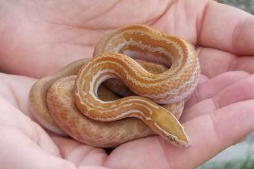 Colubrids kaufen und verkaufen Photo: Boaedon capensis / Lamprophis fuliginosus / Hausschlangen