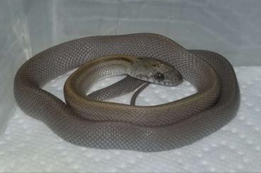 Colubrids kaufen und verkaufen Photo: Pantherophis guttatus / Kornnattern ENZ 08/2024