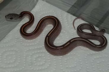 Nattern ungiftige  kaufen und verkaufen Foto: Pantherophis guttatus / Kornnattern ENZ 08/2024