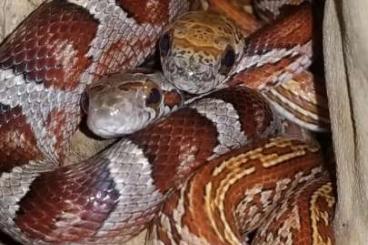 Colubrids kaufen und verkaufen Photo: Terraristikbörse Böblingen 30.11. Kornnattern, Köpys und Hausschlangen