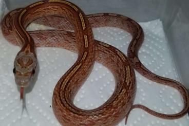 Nattern ungiftige  kaufen und verkaufen Foto: Kornnattern / Pantherophis guttatus / ENZ 08/2024