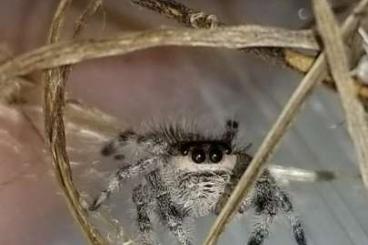 Spinnen und Skorpione kaufen und verkaufen Photo: Springspinnen Phidippus regius Bahamas Spinnen und Skorpione kaufen und verkaufen Photo: Springspinnen Phidippus regius Bahamas