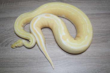 Ball Pythons kaufen und verkaufen Photo: Python regius:  Albino Tristripe, Ultramel Tristripe 