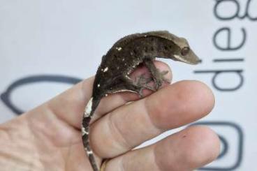 Geckos kaufen und verkaufen Photo: Axanthic Cappuccino female