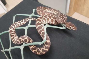 Schlangen kaufen und verkaufen Foto: Rough-scaled Python, Roughie’s, Rauschuppenpython, Morelia carinata