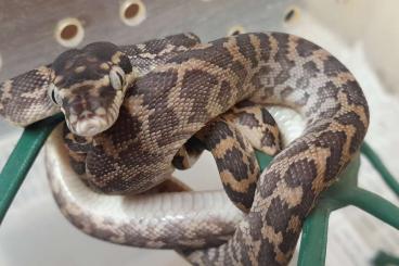 Schlangen kaufen und verkaufen Foto: Rough-scaled Python, Roughie’s, Rauschuppenpython, Morelia carinata