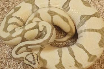 Königspythons kaufen und verkaufen Foto:   1.0 Pastel enchi tripple het pied, desert ghost, clown 