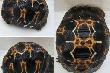 Turtles and Tortoises kaufen und verkaufen Photo: Astrochelys radiata - Strahlenschildkröten 