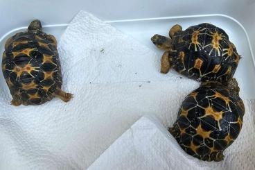 Schildkröten  kaufen und verkaufen Foto: Astrochelys radiata - Strahlenschildkröten 