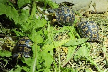 Schildkröten  kaufen und verkaufen Foto: Astrochelys radiata - Strahlenschildkröten 