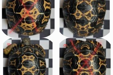 Schildkröten  kaufen und verkaufen Foto: Astrochelys radiata - Strahlenschildkröten 