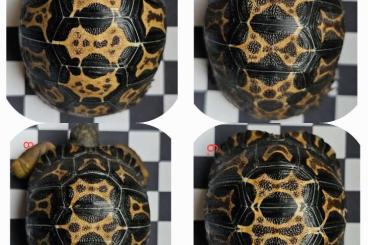 Schildkröten  kaufen und verkaufen Foto: Astrochelys radiata - Strahlenschildkröten 