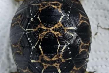 Landschildkröten kaufen und verkaufen Foto: Astrochelys radiata - Strahlenschildkröten 