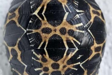 Tortoises kaufen und verkaufen Photo: Astrochelys radiata - Strahlenschildkröten 