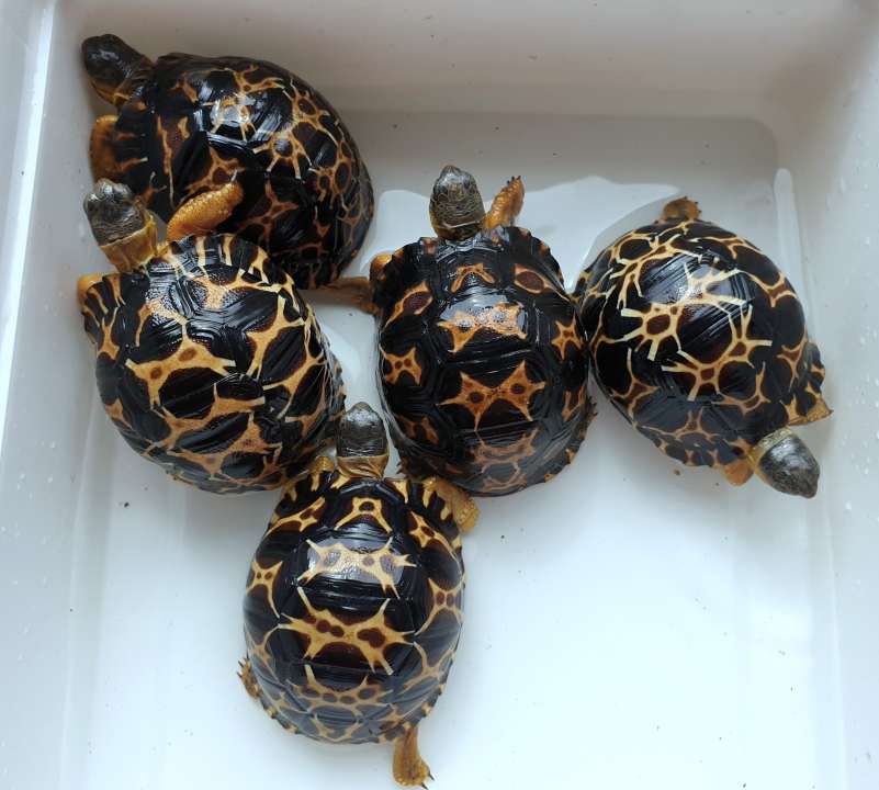 Astrochelys radiata - Strahlenschildkröten - Wolfenbüttel