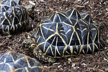 Tortoises kaufen und verkaufen Photo: Sternschildkröten, Geochelone elegans
