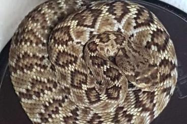 Schlangen kaufen und verkaufen Foto: lachesis muta, Trimeresus popeiorum, Crotalus m. oaxacus, Agkistrodon,