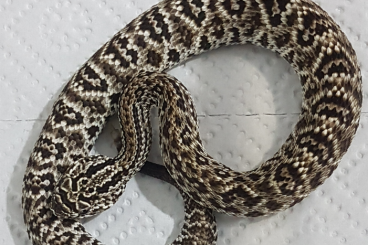 Schlangen kaufen und verkaufen Foto: Trimeresurus popeiorum, Crotalus pifanorum, Agkistrodon contortrix,