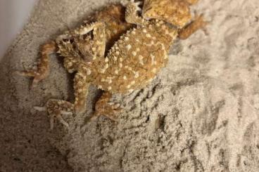 Echsen kaufen und verkaufen Foto: Nephrurus, Diplodactylus, Dasia Echsen kaufen und verkaufen Foto: Nephrurus, Diplodactylus, Dasia