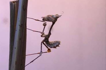 Insects kaufen und verkaufen Photo: Wandelnde Geigen Gongylus Gongylodes abzugeben