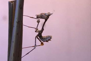 Insects kaufen und verkaufen Photo: Wandelnde Geige Gongylus gongylodes Insects kaufen und verkaufen Photo: Wandelnde Geige Gongylus gongylodes
