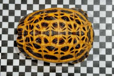 Schildkröten kaufen und verkaufen Foto: Looking for 1,0 Pyxis a. brygooi Schildkröten kaufen und verkaufen Foto: Looking for 1,0 Pyxis a. brygooi