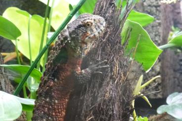 Lizards kaufen und verkaufen Photo: Biete Shinisaurus crocodilurus