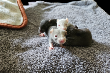 Other kaufen und verkaufen Photo: Rattenkinder suchen ein Zuhause 