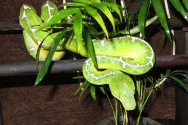 Boas kaufen und verkaufen Photo: 1,0 Corallus batesii, ENZ April 2022 *Reserviert*