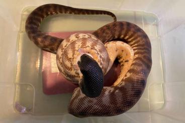 Pythons kaufen und verkaufen Foto: 2 Schwarzkopfpythons, CB2019, weiblich, Aspidites melanocephalus