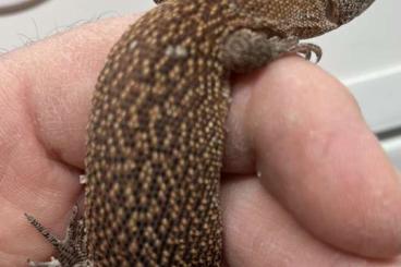 Echsen  kaufen und verkaufen Foto: Varanus  glauerti, storri, primordius Hamm september