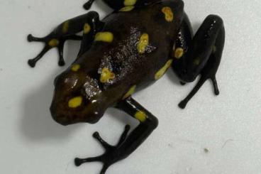 Poison dart frogs kaufen und verkaufen Photo: Oophaga histrionica „playa de oro“