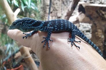 Monitor lizards kaufen und verkaufen Photo:  Varanus Macraei blauer Baumwaran 