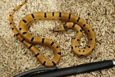 Colubrids kaufen und verkaufen Photo: Lampropeltis leonis 2024 Colubrids kaufen und verkaufen Photo: Lampropeltis leonis 2024
