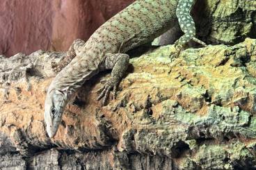 Monitor lizards kaufen und verkaufen Photo: Varanus pilbarensis and tristis