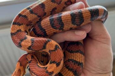 Colubrids kaufen und verkaufen Photo: 2.2 Pantherophis guttatus okeetee