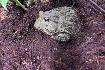 frogs kaufen und verkaufen Photo: 0.0.2 Pyxicephalus adspersus frogs kaufen und verkaufen Photo: 0.0.2 Pyxicephalus adspersus