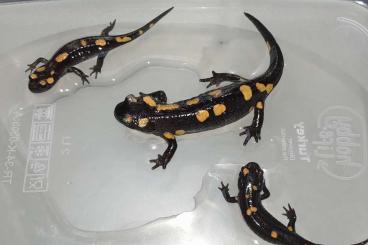 salamanders kaufen und verkaufen Photo: 0.03 Salamandra algira tingitana cb23/24