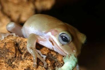 Insekten kaufen und verkaufen Foto: Manduca sexta (Tabakschwärmer)