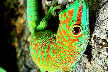 Geckos kaufen und verkaufen Photo: 1.1 Mniarogcko chahoua ,  Phelsuma mad grandis,super high red.